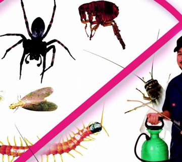رقم شركة رش حشرات في الفجيرة