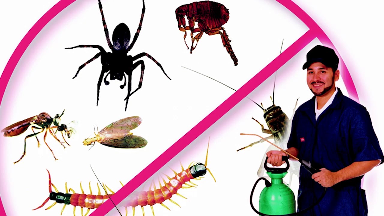 رقم شركة رش حشرات في الفجيرة
