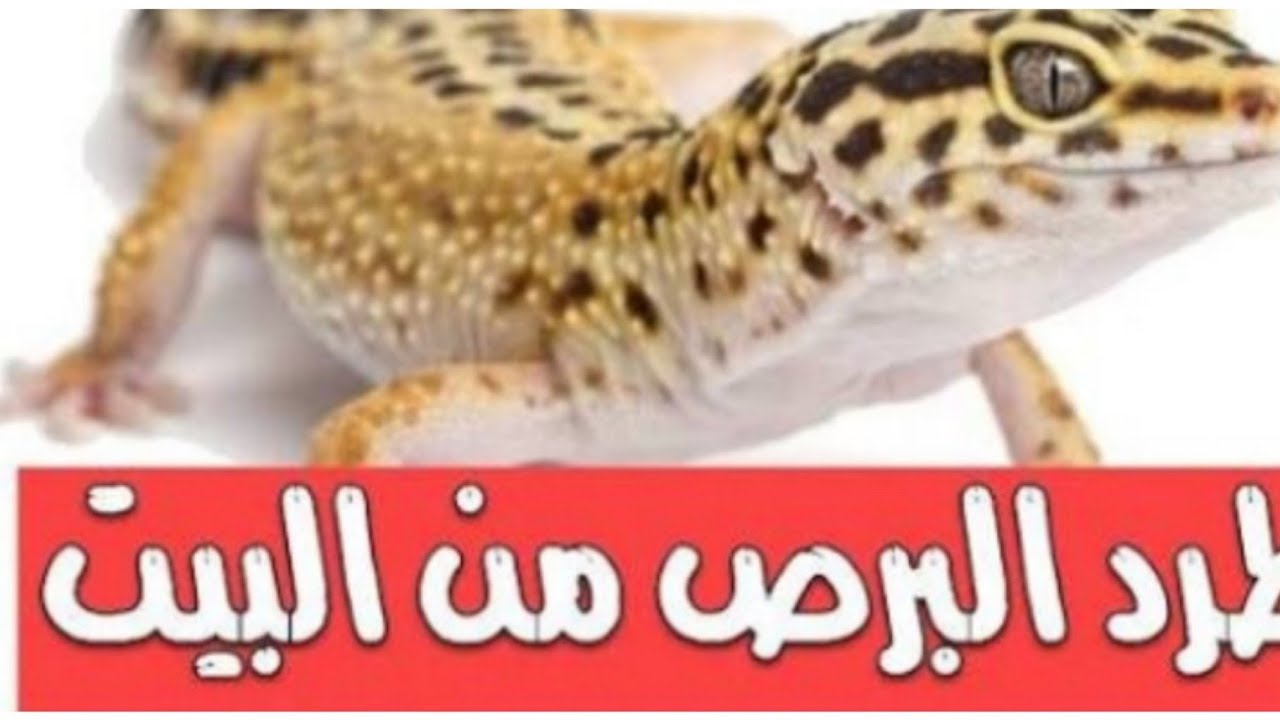 مكافحة الابراص في دبي